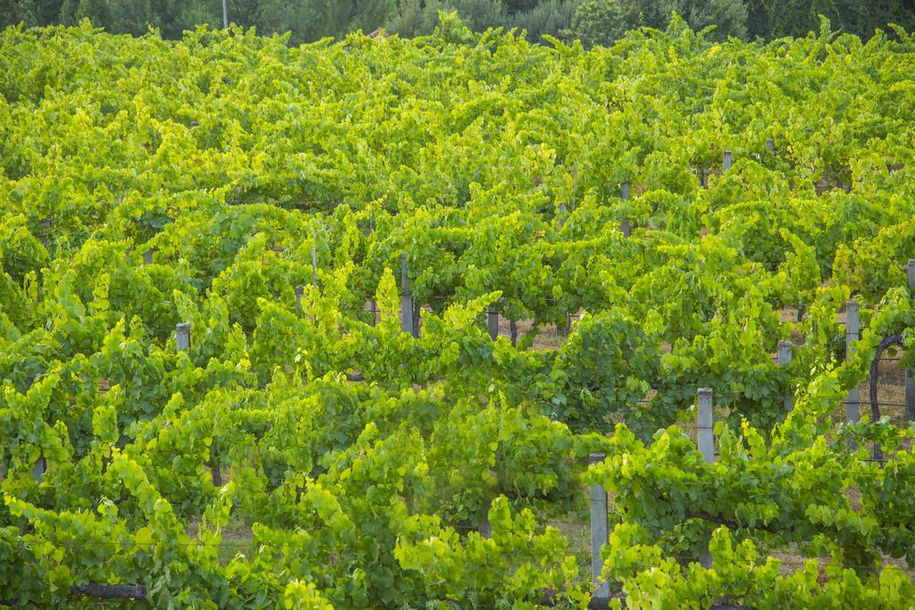 Quinta Das Secas Arcos de Valdevez Eksteriør bilde